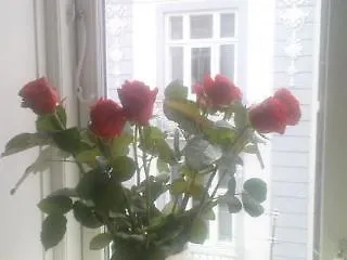 The Pea Blossom B&B Kopenhagen Frühstückspension